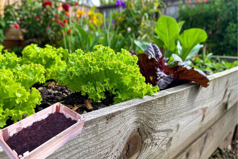 diy raised garden bed