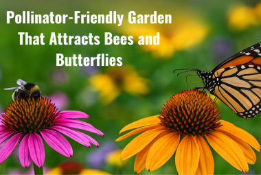 pollinator friendly garden