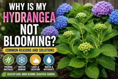 why is my hydrangea not blooming