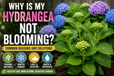 why is my hydrangea not blooming
