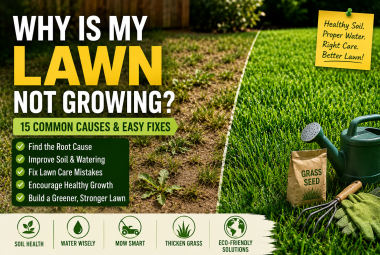 why is my lawn not growing