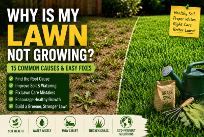 why is my lawn not growing