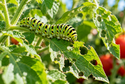 caterpillars eating leaves