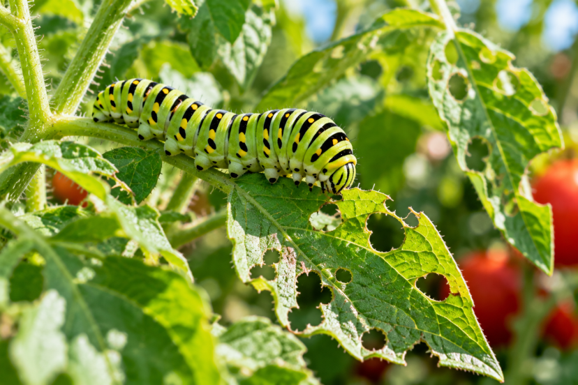 caterpillars eating leaves